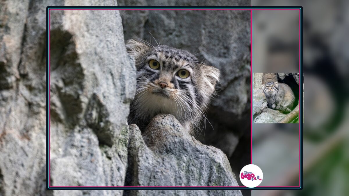 Un zoológico volvió a recibir un gato que no maúlla después de 21 años