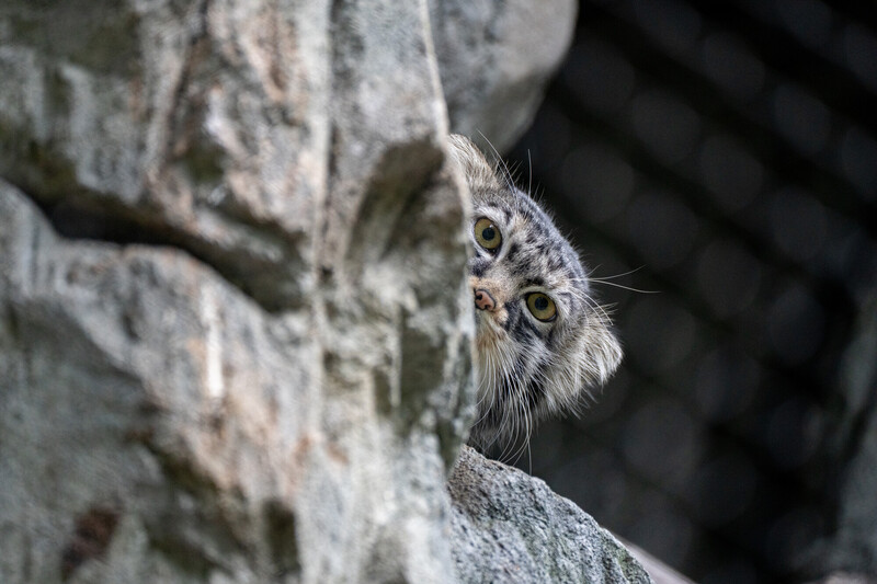 Goose, un gato de Pallas, asoma la cabeza entre las rocas de su recinto en Woodland Park Zoo