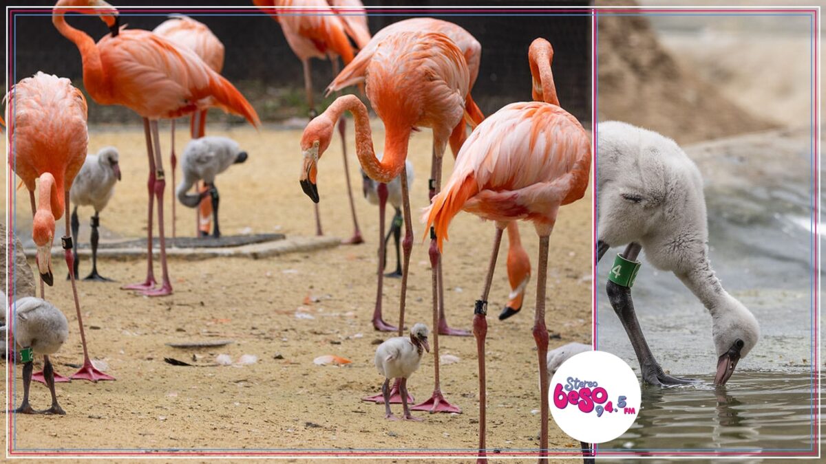 Un zoológico sustituyó huevos de flamenco por réplicas y nacieron nueve polluelos