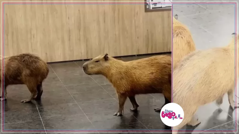 Dos capibaras entraron a una Asamblea de Brasil y se pasearon por los pasillos