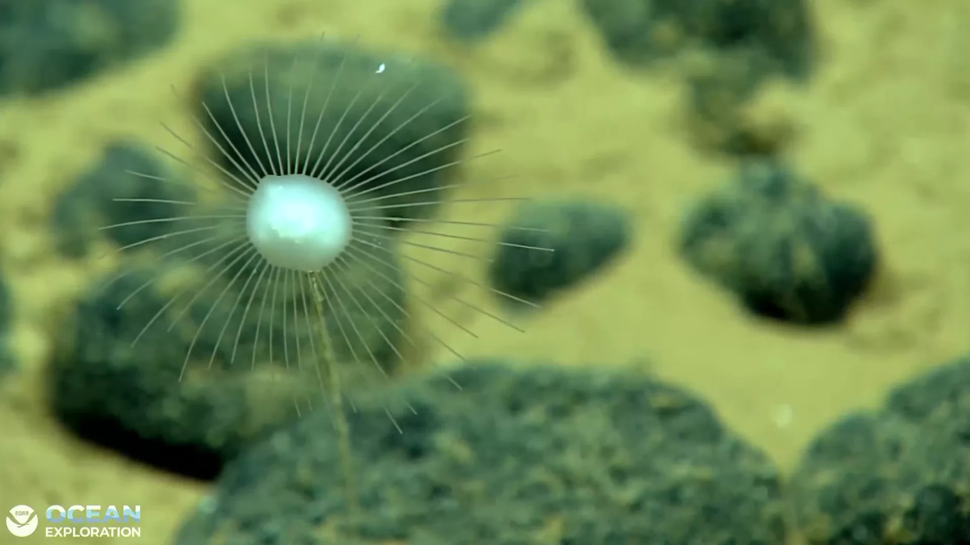 Esponja carnívora observada por NOAA durante la inmersión 09