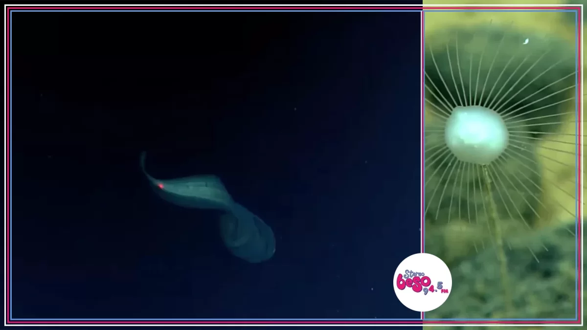 Un pez sin rostro y una esponja carnívora aparecieron en una expedición abisal de NOAA