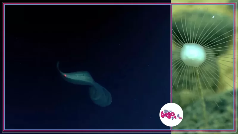 Un pez sin rostro y una esponja carnívora aparecieron en una expedición abisal de NOAA