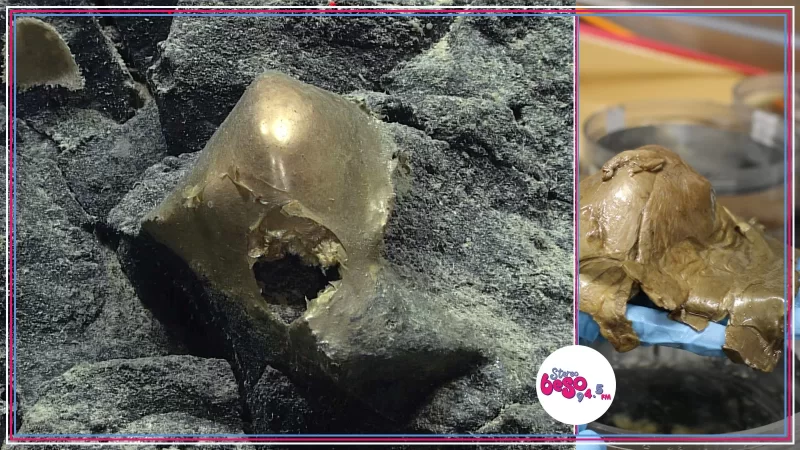 El misterioso orbe dorado del fondo del mar resultó ser parte de una anémona gigante