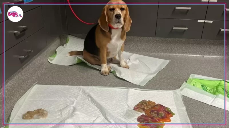 Una perrita comió 1,1 kilos de gusanos de goma y terminó en urgencias veterinarias