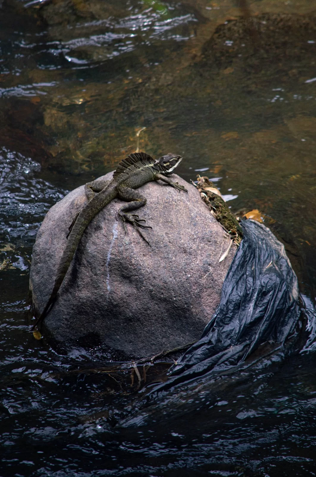 Basilisco sobre una roca en un río de San José, Costa Rica